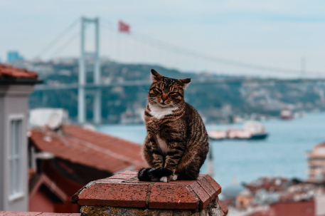 why are there so many cats in istanbul